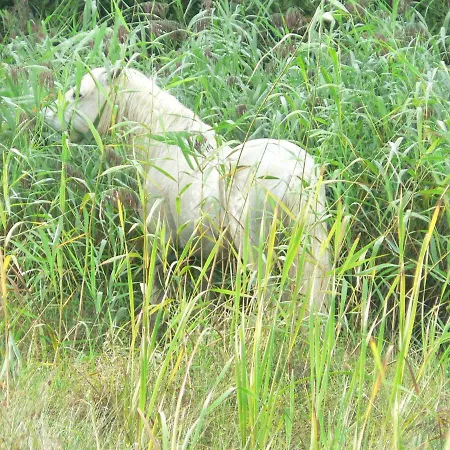 Gaestehaus Cheval Blanc