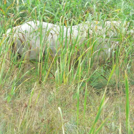 Gaestehaus Cheval Blanc *