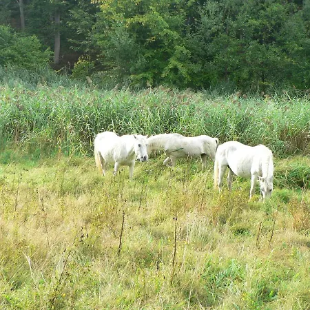 Gaestehaus Cheval Blanc Quarto em Acomodações Particulares *
