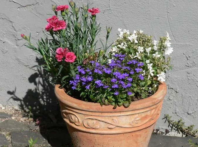 Séjour chez l'habitant Gaestehaus Cheval Blanc Lorch am Rhein