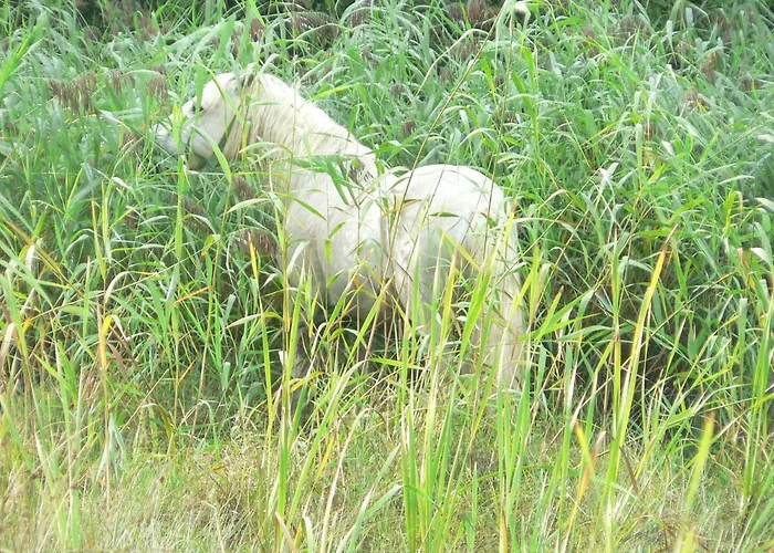 Gaestehaus Cheval Blanc