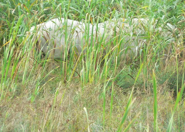 Gaestehaus Cheval Blanc *