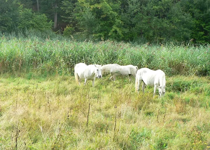 Gaestehaus Cheval Blanc Séjour chez l'habitant *