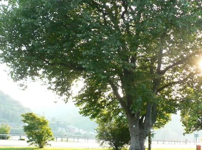 Gaestehaus Cheval Blanc * Lorch am Rhein